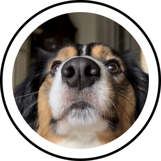 lexi | Search Snapchat Creators, Filters and Lenses