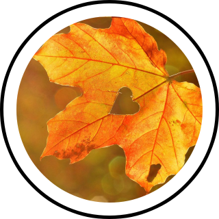 autumn | Search Snapchat Filters and Lenses
