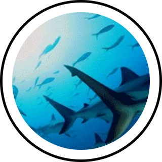 tiburones Search Snapchat Creators, Filters and Lenses