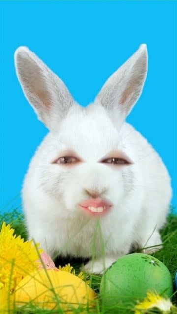 Funny Bunny