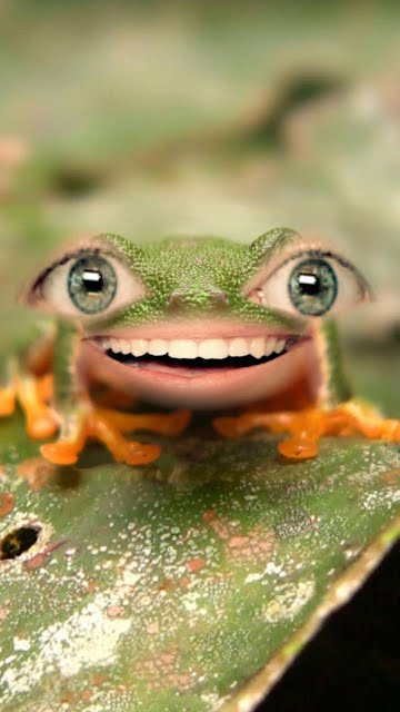 funny looking frogs