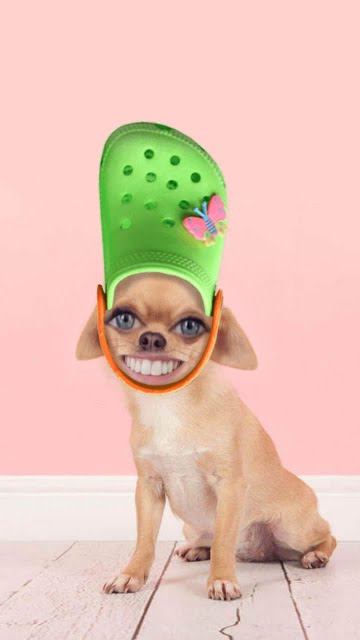 Dog with croc on cheap head sticker