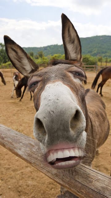 Funny Donkey